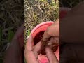 Easy plant propagation🪴 #gardening #plants #fruit #shortsvideo
