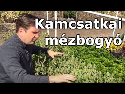 Videó: Teanövények betakarítása – Tippek a Camellia Sinensis betakarításához