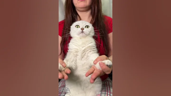 Watch the video about Cute Silver Chinchilla kittens Koko & Kiki with Scottish Fold cat Aileen | We are trending