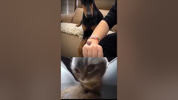 Give this video a title only wrong answer in the comments #memuyt #shorts