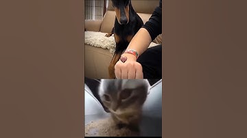 Give this video a title only wrong answer in the comments #memuyt #shorts