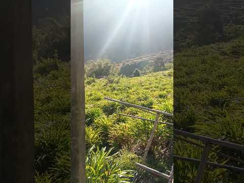 Cardamom In Terhathum 