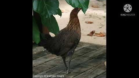 suab poj qaib qus tsauj zoo tiag2 tuaj 10000% tiếng gà mái rừng kêu cục tác gọi trống 10000%