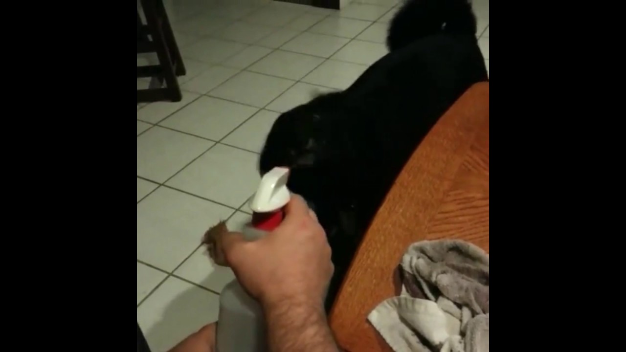 When you point a spray bottle at your dog and it does not go as expected