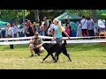 Весна Причерноморья. Выставка собак. Черноморск. CAC. DogShow. Собаки. Собачники. Одесса. Любимцы.