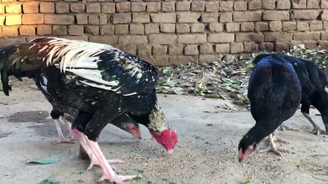 Homebreed aseels | pakaseels | shehr main dihat | pets lover |