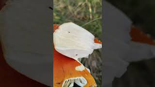 Идеальный Мухомор Для Микродозинга? Как Выглядит И Что Делать?