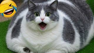 Tu ris, tu perds 😆 Meilleures vidéos d’animaux drôles 2026 😹🐶