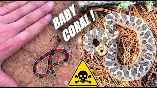 Rare BABY Coral Snake, Hognose Snakes, Copperhead, and More! - Herping GA