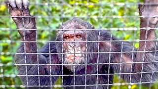 Шимпанзе Сеня мой ЛЕСНОЙ ЧЕЛОВЕК с удивительными глазами!