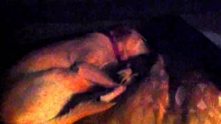Roxy, our yellow lab, dreaming...