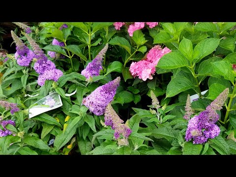 Buddleia Pugster Amethyst® // Superb Proven Winners® Butterfly Bush, Cool-Purple Blooms Dwarf Plant
