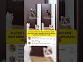 kucing cerdik buka pintu sendiri lalu kabur #shorts #viral #funny