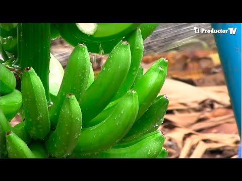 Video: ¿Cuáles son los requisitos de fertilizantes del banano? Consejos para alimentar las plantas de banano