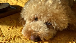 Мы не издеваемся над собакой | Карликовый пудель Капуч #dog #poodle #пудель #пуделькапуч