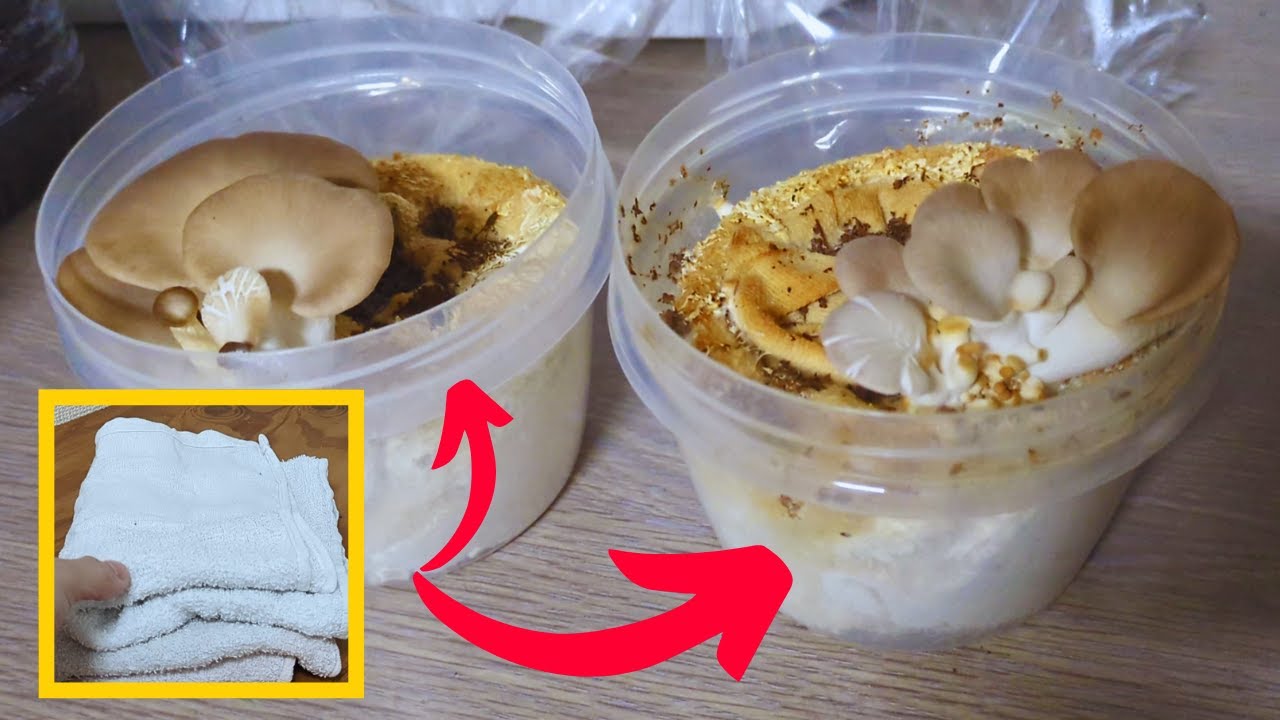 【衝撃】タオルからきのこが生えた【家庭きのこ栽培】