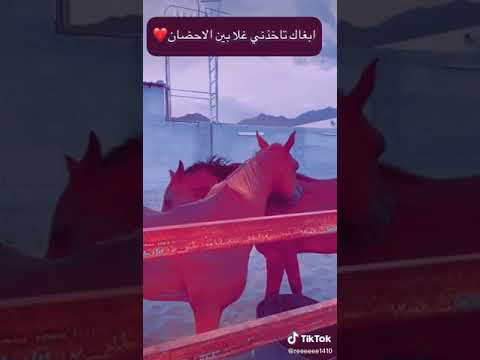 شيلة ابغاك تاخذني غلا بين الاحضان الخيل العربي