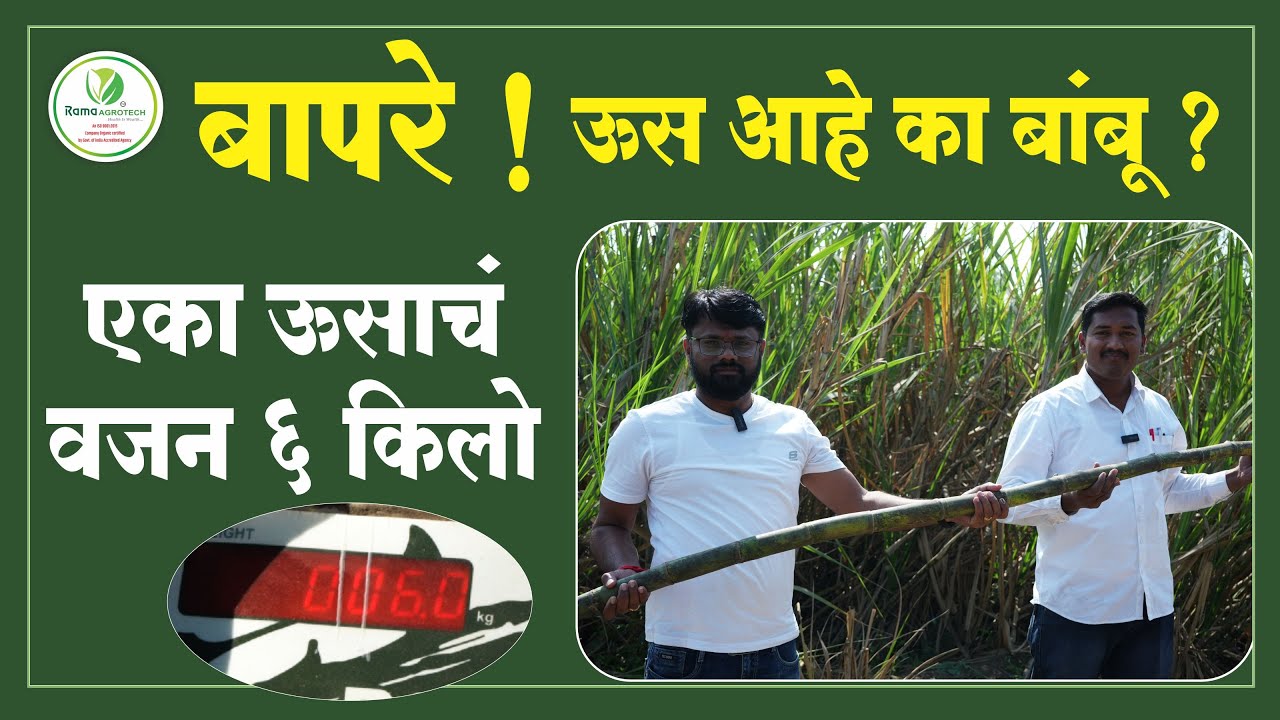 बापरे ! ऊस आहे का बांबू ? एका ऊसाचं वजन ६ किलो  | Rama Agrotech