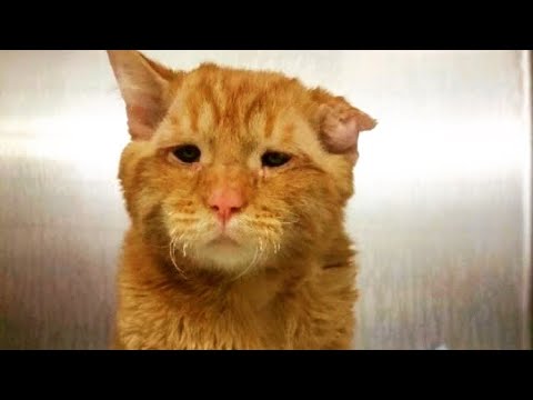 Video: Hvad gør en kat uadopterbar?