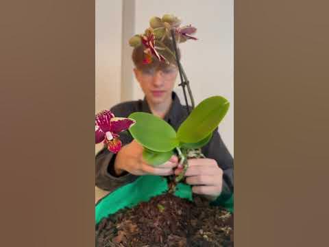 Перед посадкой убирайте торфяной стаканчик с Корней цветка - YouTube