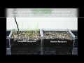 Raygrass gazon 4turf germination plus rapide et gazon plus solide