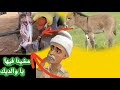 عمي علال والݣزارة ديال الحمير 
