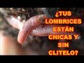 LOMBRICES SIN CLITELO Y PEQUEÑAS? AQUÍ TE DIGO PORQUÉ 🐛🐛🐛 82 VIDEOLUNES