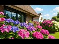 АВТЕНТИЧНЕ СЕЛО НІДЕРЛАНДІВ ГОРТЕНЗІЇ ТИША І КРАСА KOCKENGEN DUTCH VILLAGE 2025 АВТЕНТИЧНЕ СЕЛО НІДЕРЛАНДІВ ГОРТЕНЗІЇ ТИША І КРАСА KOCKENGEN DUTCH VILLAGE 2025
