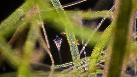 Dark field - first light