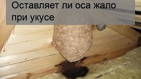 Оставляет ли оса жало при укусе