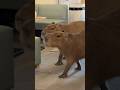 Capybara Cafe Capybara Cafe
