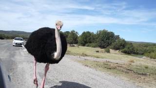 Funny ostrich