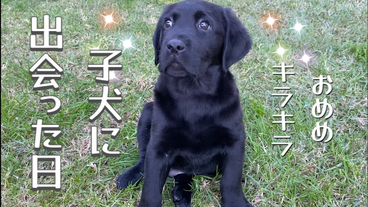 マイペースなラブラドールレトリバー子犬 黒ラブ 天然未来細胞 原始時代には戻れない