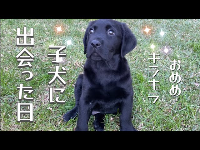 住まい+暮らし+子育て Labrador Retriever - Labrador Retriever Labrador Retriever