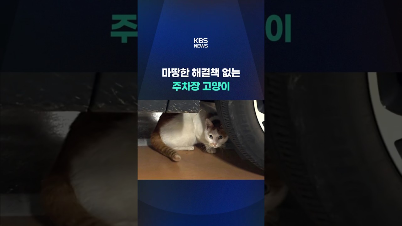 마땅한 해결책 없는 주차장 고양이 #shorts / KBS