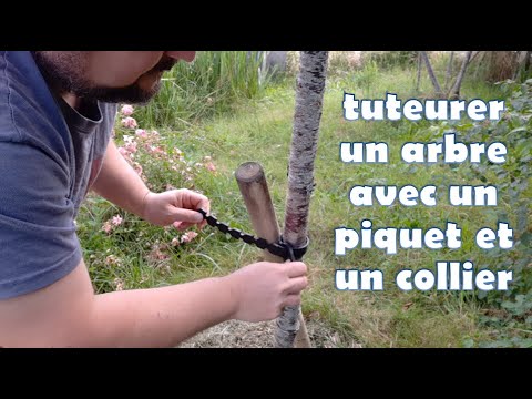 Vidéo: Corriger un arbre penché : comment redresser un arbre