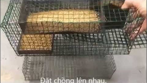 SIÊU BẪY CHUỘT TỰ ĐỘNG của Anh Tư (2). Hướng dẫn làm bẫy