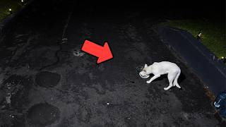 Camera Catches a Mysterious Animal... Then They Realized It Was a Lost Dog! 🥺 screenshot 3