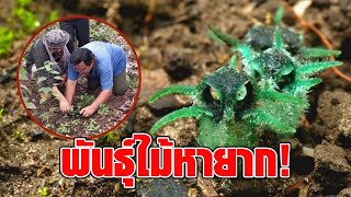 นอภ.อุ้มผาง ลุยสำรวจ พันธุ์ไม้หายาก ‘พิศวงไทยทอง’ พบโผล่ให้ยลโฉมอื้อ สวยงามเหมือนนกฮูก