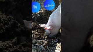 What Does Pig Mean In Lebanese Arabic Dialect?