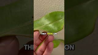 Insane plant discovery 😮🌿#viral #houseplants #plantgoals