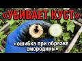 Не делайте так при обрезке смородины — это убивает куст за два сезона