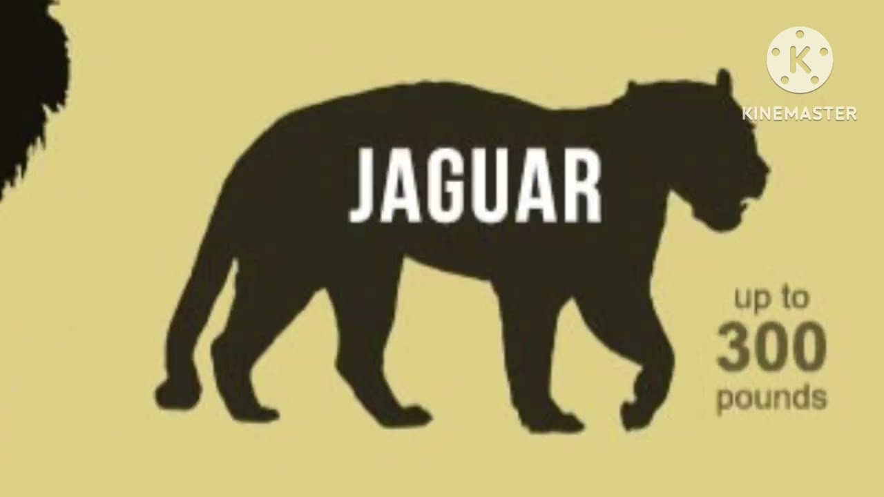 Cat size comparison sounds 