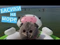 БАСИКИ нашли на море хозяйку. Она не разрешает им остаться / Семейка Басиков и Мисс Фаина