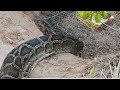 Awesome Big Snake Trap Using Cage Trap - How To Make Big Python Snake Trap Work 100% part 2