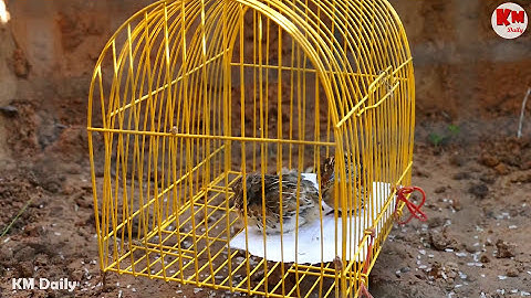 Awesome Big Snake Trap Using Cage Trap - How To Make Big Python Snake Trap Work 100% part 2