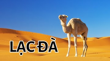 5 sự thật kỳ lạ về loài lạc đà mà không phải ai cũng biết