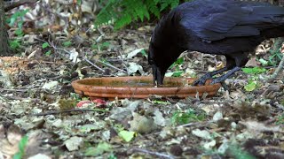 Kraai Weekt Meelwormen In Water Crow Soaks Mealworms In Water
