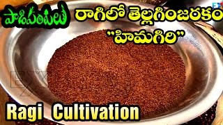 Best practices of Ragi or Finger Millet Cultivation - Paadi Pantalu | Express TV