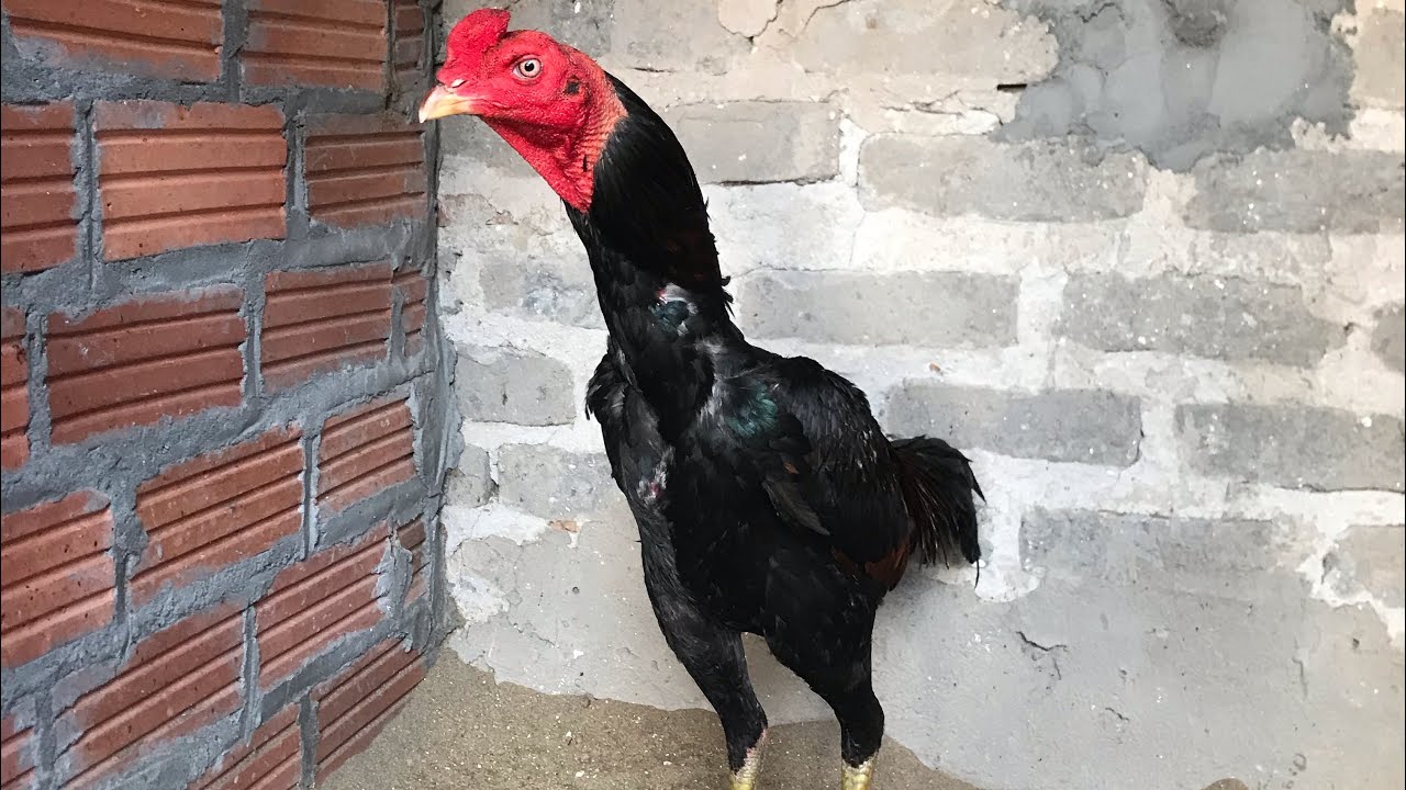 Sự khác biệt và Ưu nhược điểm riêng của chân tròn và chân vuông gà đá người mới nên biết 